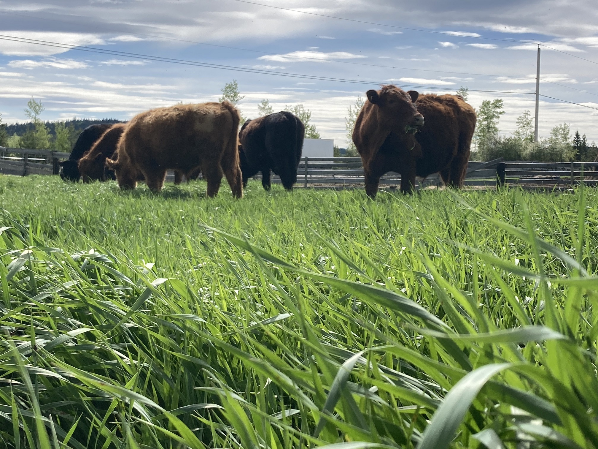 Meadow Ridge Acres – Canadian Grass-fed Beef